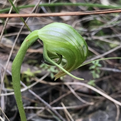 Pterostylis nutans (Nodding Greenhood) at Aranda Bushland - 5 Sep 2021 by MattFox