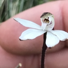 Caladenia fuscata (Dusky Fingers) at Aranda Bushland - 6 Sep 2021 by MattFox