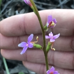 Stylidium sp. (Trigger Plant) at Aranda Bushland - 6 Sep 2021 by MattFox