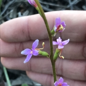 Stylidium sp. at Aranda, ACT - 6 Sep 2021 04:50 PM