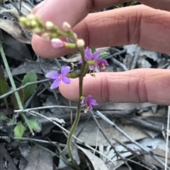 Stylidium sp. at Aranda, ACT - 6 Sep 2021 04:50 PM