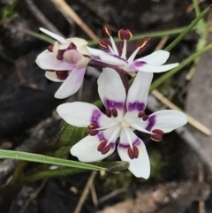 Wurmbea dioica subsp. dioica (Early Nancy) at Holt, ACT - 7 Sep 2021 by MattFox