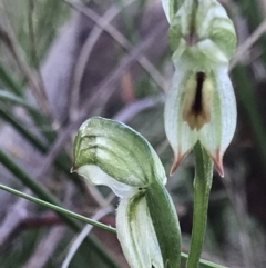 Bunochilus umbrinus (ACT) = Pterostylis umbrina (NSW) (Broad-sepaled Leafy Greenhood) at Holt, ACT by MattFox