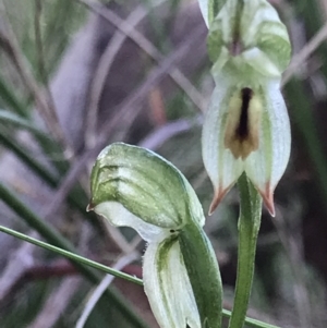 Bunochilus umbrinus (ACT) = Pterostylis umbrina (NSW) at suppressed - suppressed