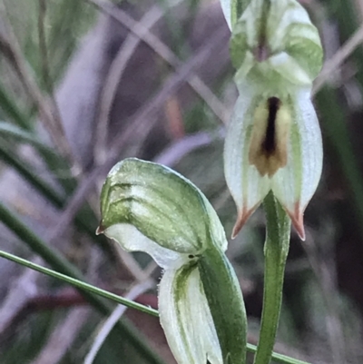 Bunochilus umbrinus (ACT) = Pterostylis umbrina (NSW) (Broad-sepaled Leafy Greenhood) at Holt, ACT by MattFox
