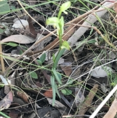 Bunochilus umbrinus (ACT) = Pterostylis umbrina (NSW) at suppressed - suppressed