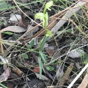 Bunochilus umbrinus (ACT) = Pterostylis umbrina (NSW) at suppressed - suppressed