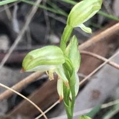 Bunochilus umbrinus (ACT) = Pterostylis umbrina (NSW) at suppressed - suppressed