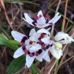 Wurmbea dioica subsp. dioica (Early Nancy) at Yarralumla, ACT - 5 Sep 2021 by Ned_Johnston