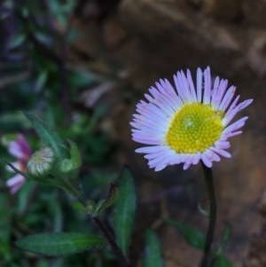 Erigeron karvinskianus at Yarralumla, ACT - 12 Sep 2021