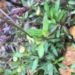 Erigeron karvinskianus at Yarralumla, ACT - 12 Sep 2021