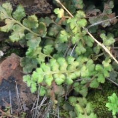 Pleurosorus rutifolius (Blanket Fern) at Blue Gum Point to Attunga Bay - 12 Sep 2021 by Ned_Johnston