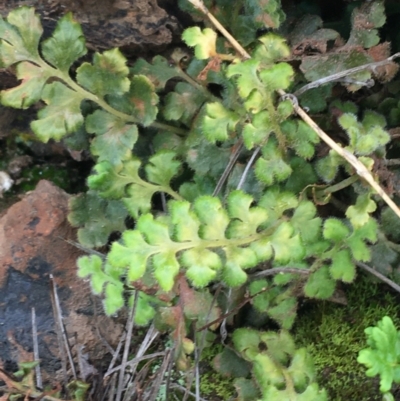 Asplenium subglandulosum (Blanket Fern) at Yarralumla, ACT - 12 Sep 2021 by NedJohnston