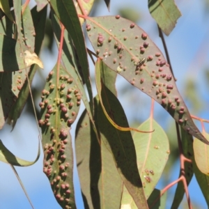 Eucalyptus insect gall at Conder, ACT - 15 Aug 2021 02:09 PM