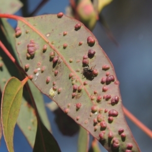 Eucalyptus insect gall at Conder, ACT - 15 Aug 2021 02:09 PM