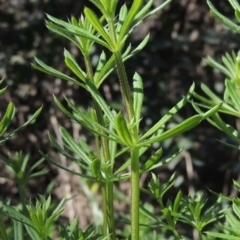 Galium aparine (Goosegrass, Cleavers) at Tharwa, ACT - 21 Aug 2021 by MichaelBedingfield