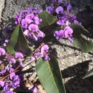 Hardenbergia violacea at Tennent, ACT - 1 Sep 2021 11:27 AM