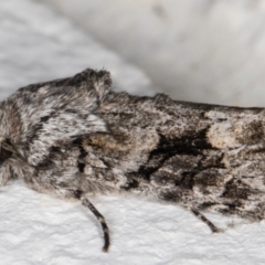 Neumichtis expulsa (A Noctuid moth) at Melba, ACT - 30 Aug 2021 by kasiaaus