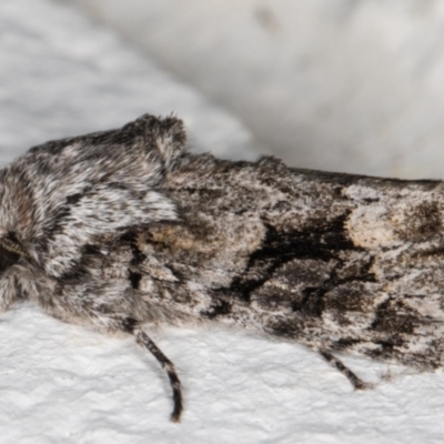 Neumichtis expulsa (A Noctuid moth) at Melba, ACT - 29 Aug 2021 by kasiaaus