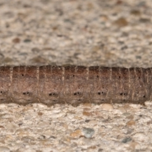 Agrotis infusa at Melba, ACT - 31 Aug 2021