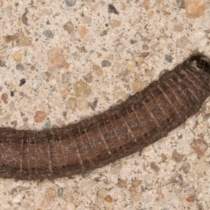 Agrotis infusa at Melba, ACT - 31 Aug 2021