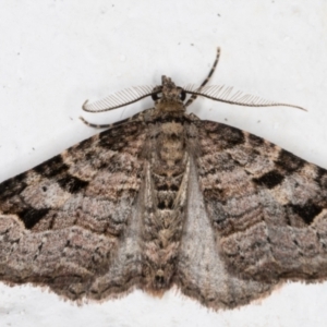 Epyaxa subidaria at Melba, ACT - 31 Aug 2021