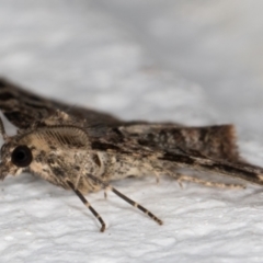 Epyaxa subidaria at Melba, ACT - 31 Aug 2021