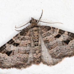 Epyaxa subidaria at Melba, ACT - 31 Aug 2021