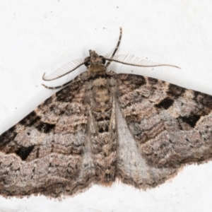 Epyaxa subidaria at Melba, ACT - 31 Aug 2021