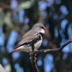 Stagonopleura guttata (Diamond Firetail) at Symonston, ACT - 6 Sep 2021 by rawshorty