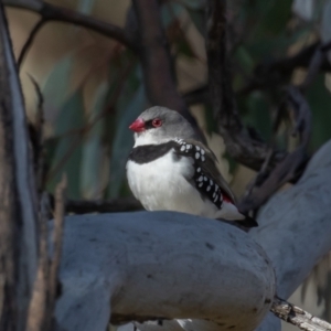 Stagonopleura guttata at Symonston, ACT - 7 Sep 2021