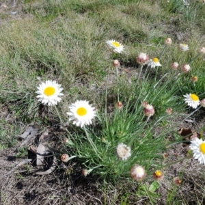 Leucochrysum albicans subsp. tricolor at Isaacs, ACT - 7 Sep 2021 10:00 AM