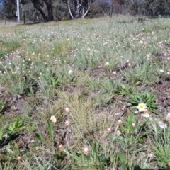 Leucochrysum albicans subsp. tricolor at Isaacs, ACT - 7 Sep 2021 10:00 AM