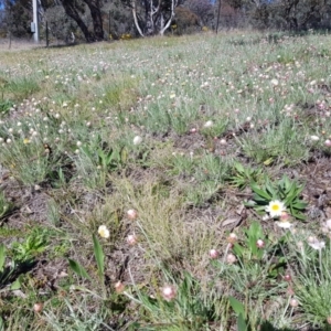 Leucochrysum albicans subsp. tricolor at Isaacs, ACT - 7 Sep 2021 10:00 AM