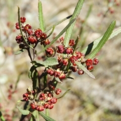 Dodonaea viscosa (Hop Bush) at Kambah, ACT - 6 Sep 2021 by MatthewFrawley