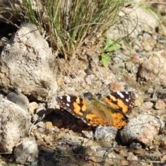 Vanessa kershawi (Australian Painted Lady) at Kambah, ACT - 6 Sep 2021 by MatthewFrawley