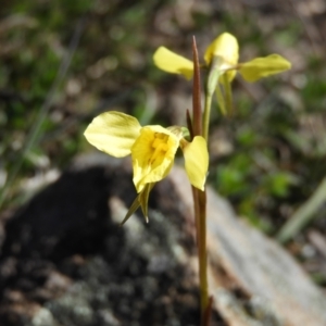 Diuris chryseopsis at Tuggeranong DC, ACT - suppressed