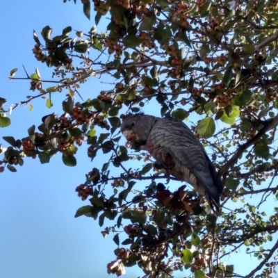 Callocephalon fimbriatum (Gang-gang Cockatoo) at O'Connor, ACT - 1 Mar 2021 by StephCJ