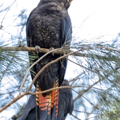Calyptorhynchus lathami (Glossy Black-Cockatoo) at Penrose, NSW - 2 Sep 2021 by Aussiegall