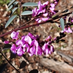 Indigofera australis subsp. australis (Australian Indigo) at Chisholm, ACT - 7 Sep 2021 by JohnBundock