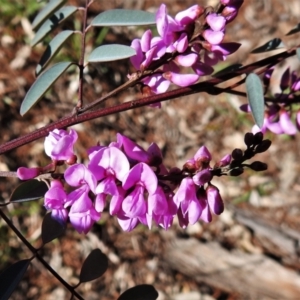 Indigofera australis subsp. australis at Chisholm, ACT - 7 Sep 2021 10:22 AM