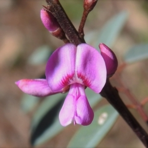 Indigofera australis subsp. australis at Chisholm, ACT - 7 Sep 2021 10:22 AM