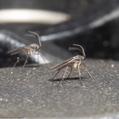 Cecidomyiidae (family) (Gall gnat) at Downer, ACT - 7 Sep 2021 by Roger