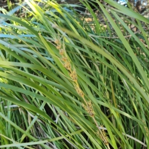 Lomandra longifolia at Isaacs, ACT - 7 Sep 2021