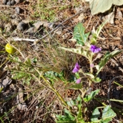 Solanum cinereum (Narrawa Burr) at Isaacs Ridge - 7 Sep 2021 by Mike