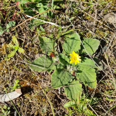 Cymbonotus sp. (preissianus or lawsonianus) (Bears Ears) at Isaacs, ACT - 7 Sep 2021 by Mike