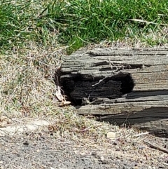 Egernia cunninghami (Cunningham's Skink) at Tuggeranong DC, ACT - 7 Sep 2021 by ET