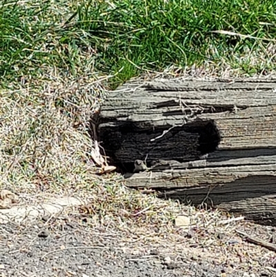 Egernia cunninghami (Cunningham's Skink) at Tuggeranong DC, ACT - 7 Sep 2021 by ET