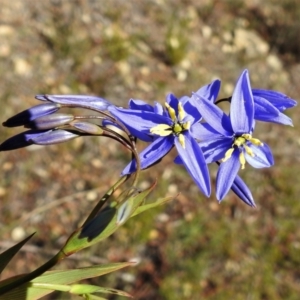 Stypandra glauca at Tralee, ACT - 7 Sep 2021