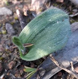 Glossodia major at Carwoola, NSW - suppressed